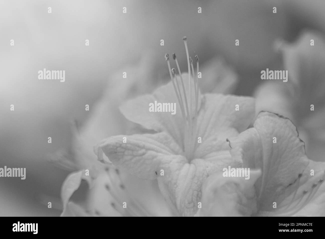 Eine Nahaufnahme von Blumen in Schwarz-Weiß Stockfoto