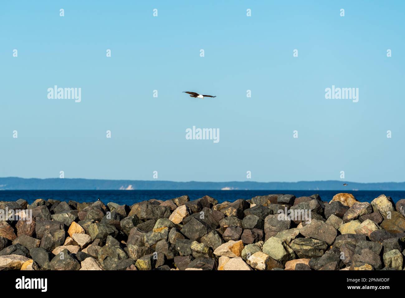 Seeadler fliegen über einer Felswand am Redcliffe Jetty, mit Blick über das blaue Wasser von Moreton Bay nach Morton Island am Horizont Stockfoto