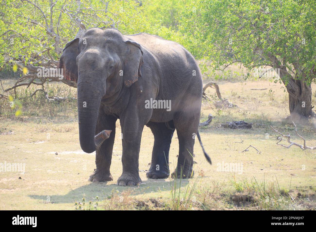 Wilder Elefant, der Gras im trockenen Land isst Stockfoto