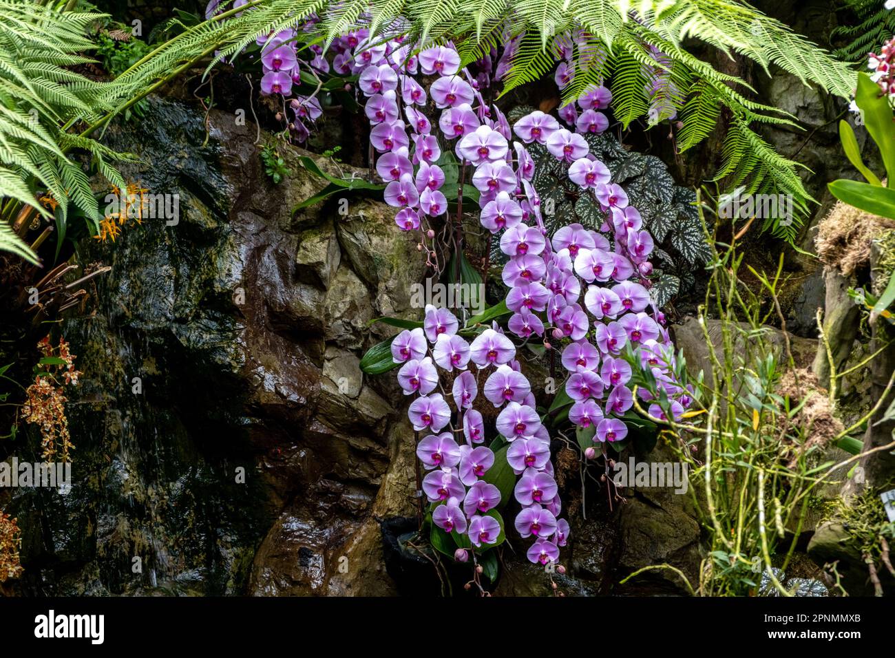 Farbenfrohe Orchideenblüten in den botanischen Gärten von Singapur Stockfoto