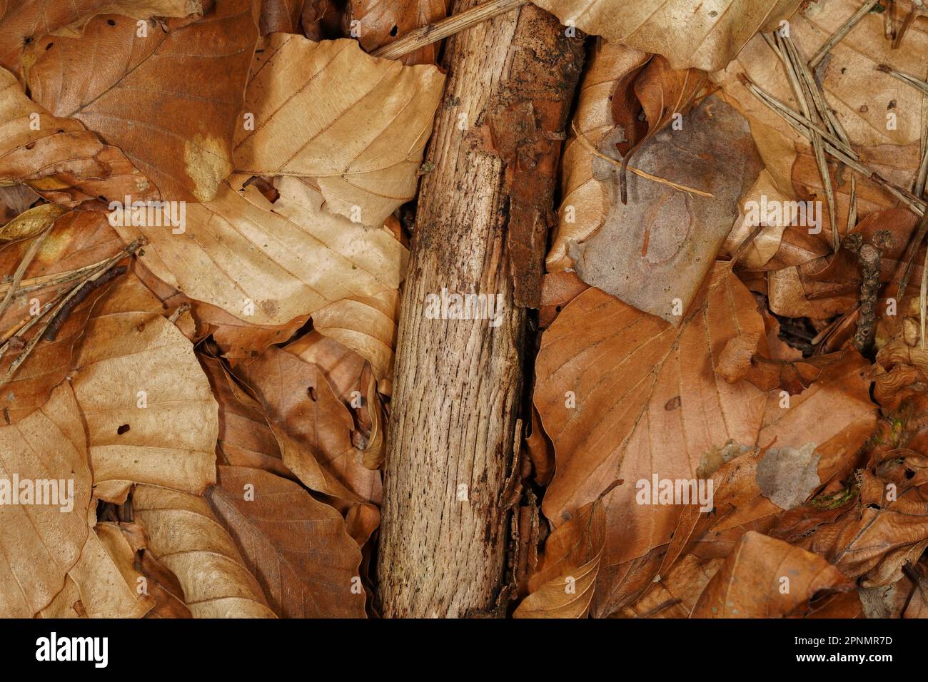 Herbstuntergrund mit Holz und braunen Buchenblättern auf dem Waldboden Stockfoto