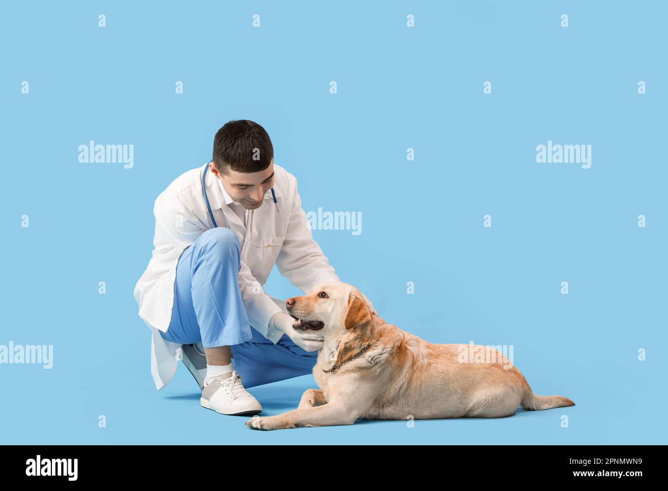 Männlicher Tierarzt mit niedlichem Labrador-Hund auf blauem Hintergrund Stockfoto