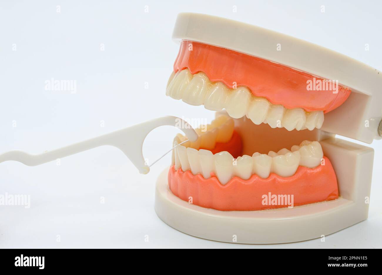 Ein weißes Zahnseide- und Zahnmodell auf weißem Hintergrund Stockfoto