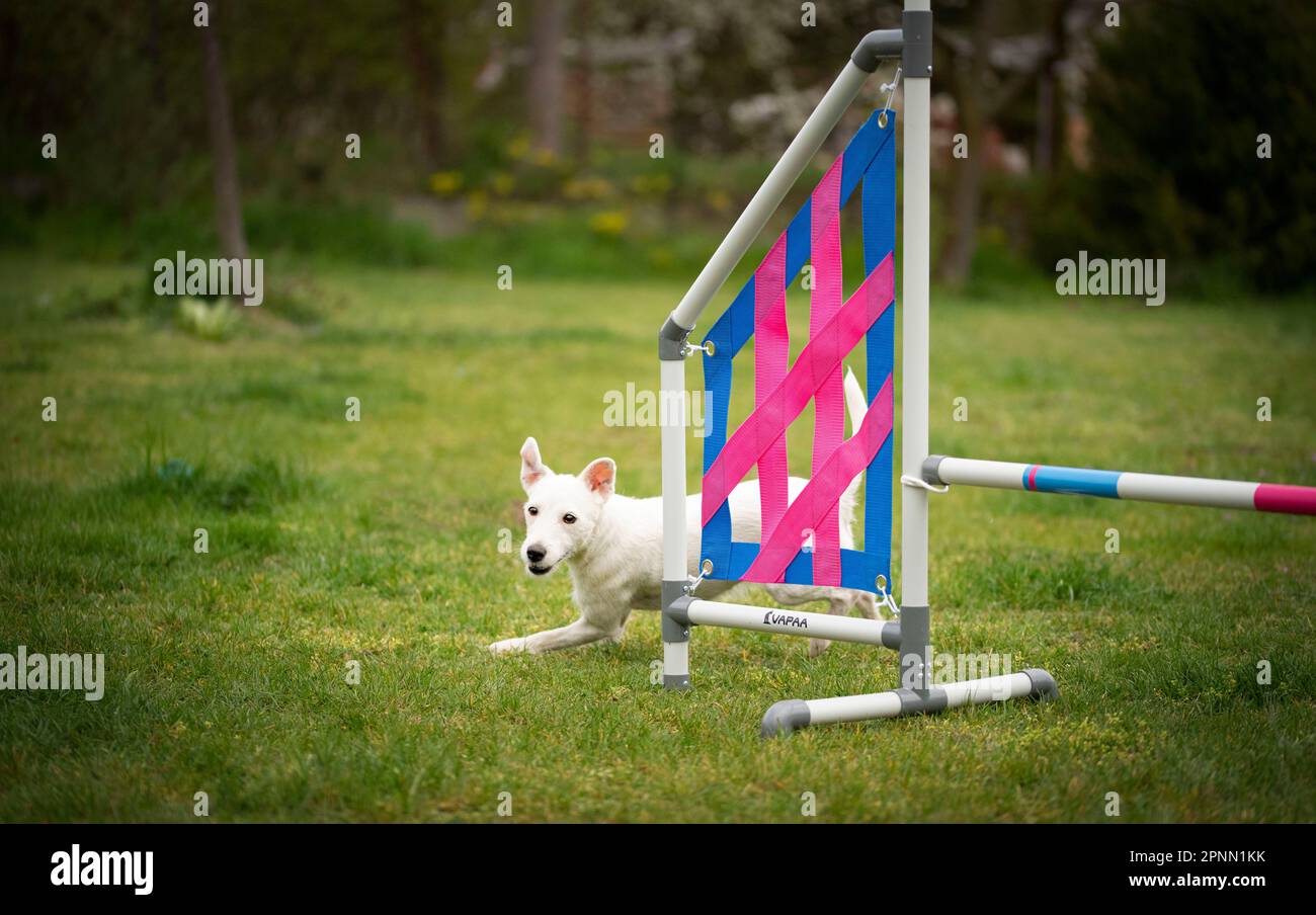 Agilitätssport für Hunde. Vorbereitung auf das Rennen in Aglity. Stockfoto