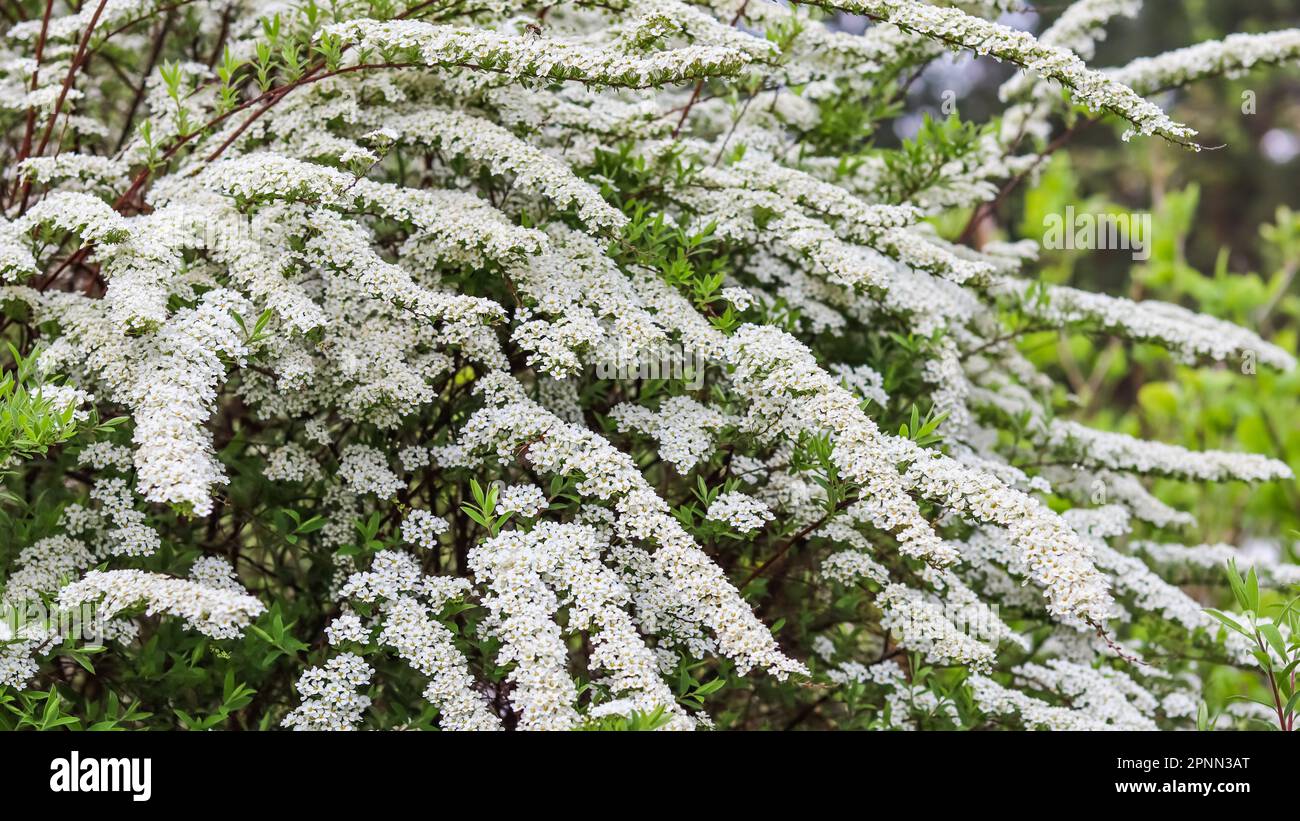 Thunberg Spirea, Spiraea thunbergii, blühender Busch. Hintergrund von weißen Blumen. Gartenkonzept Stockfoto