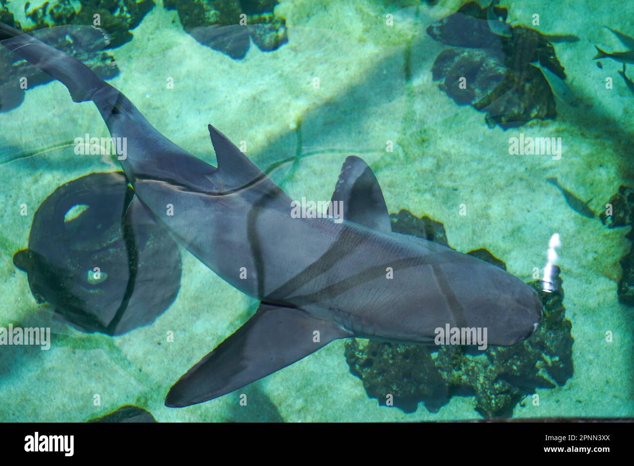 Sarasota, USA. 19. April 2023. Ein grauer Riffhai (Carcharhinus amblyrhynchos) schwimmt im Mote Marine Laboratory. Kredit: Camilo Freedman/dpa/Alamy Live News Stockfoto