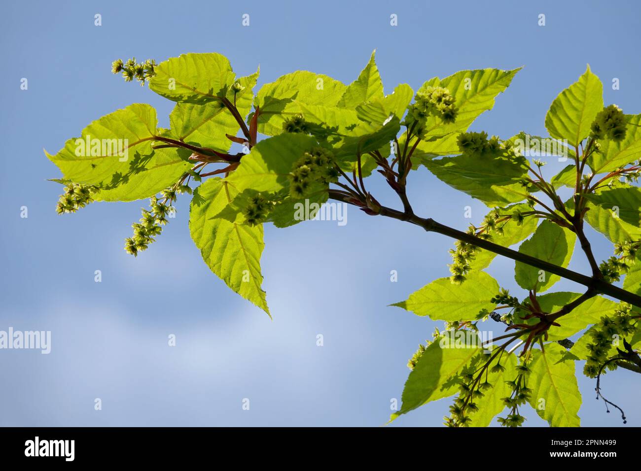 Frühling, Grün, Blätter, Auf, Zweige, Milchprodukte, Ahorn Acer pectinatum subsp Laxiflorum Stockfoto