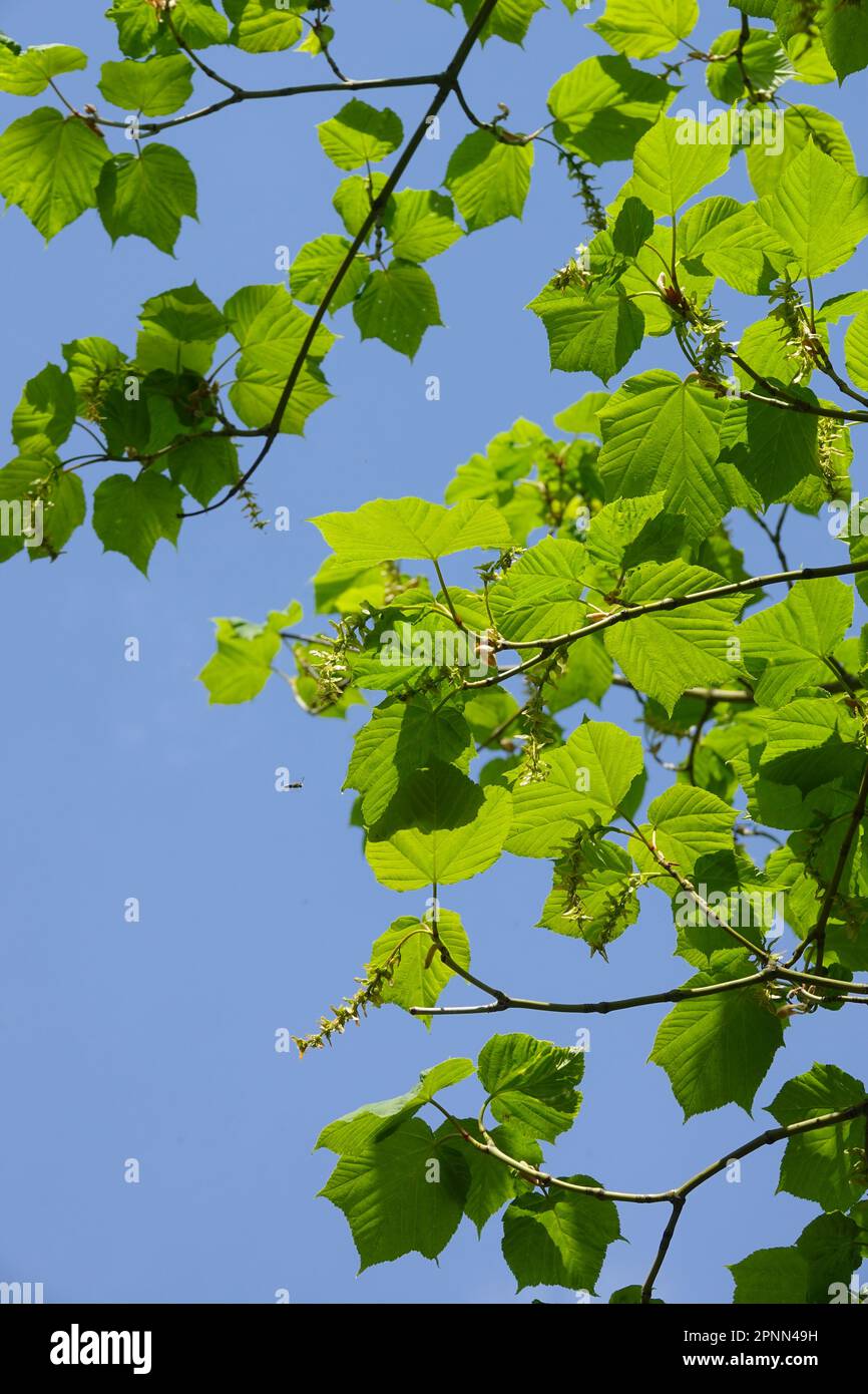 Acer tegmentosum, Frühlingsgrün, Blätter Stockfoto