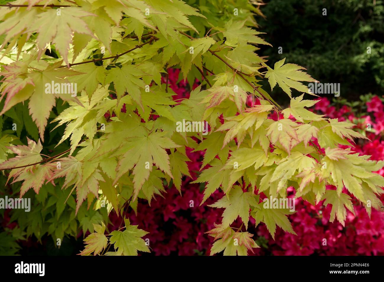 Acer palmatum „Orange Dream“, Garten, Acer „Orange Dream“, japanischer Ahorn, Blätter Stockfoto