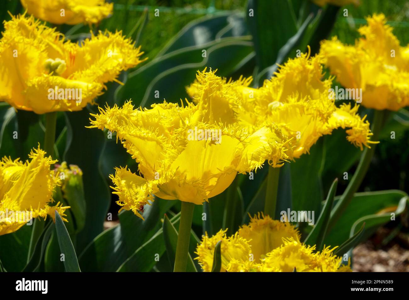 Gesäumte Tulpen, Gelb, Tulipa „Hamilton“ Stockfoto