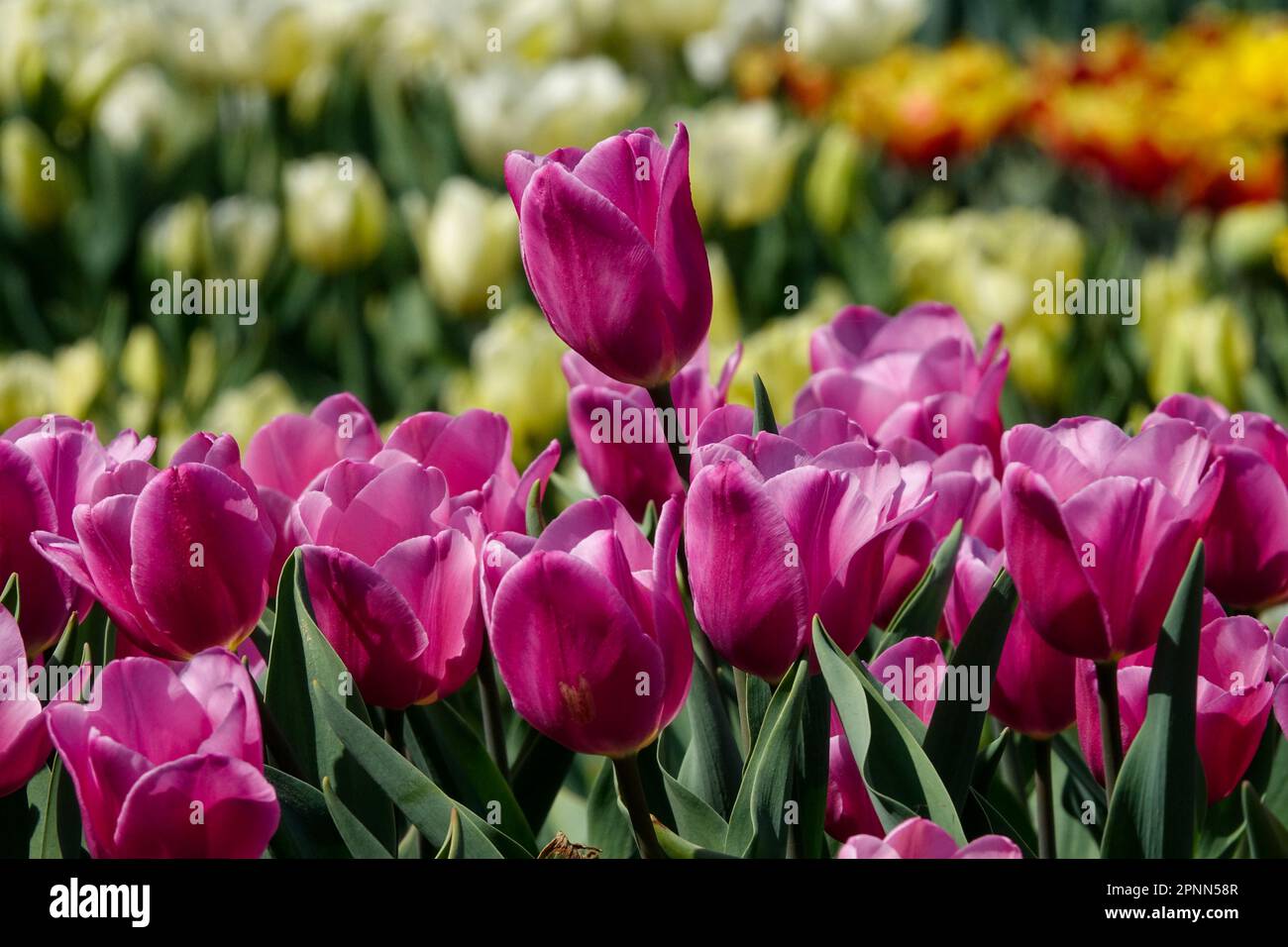 Purple Triumph Tulip Tulipa „Happy Family“ Stockfoto