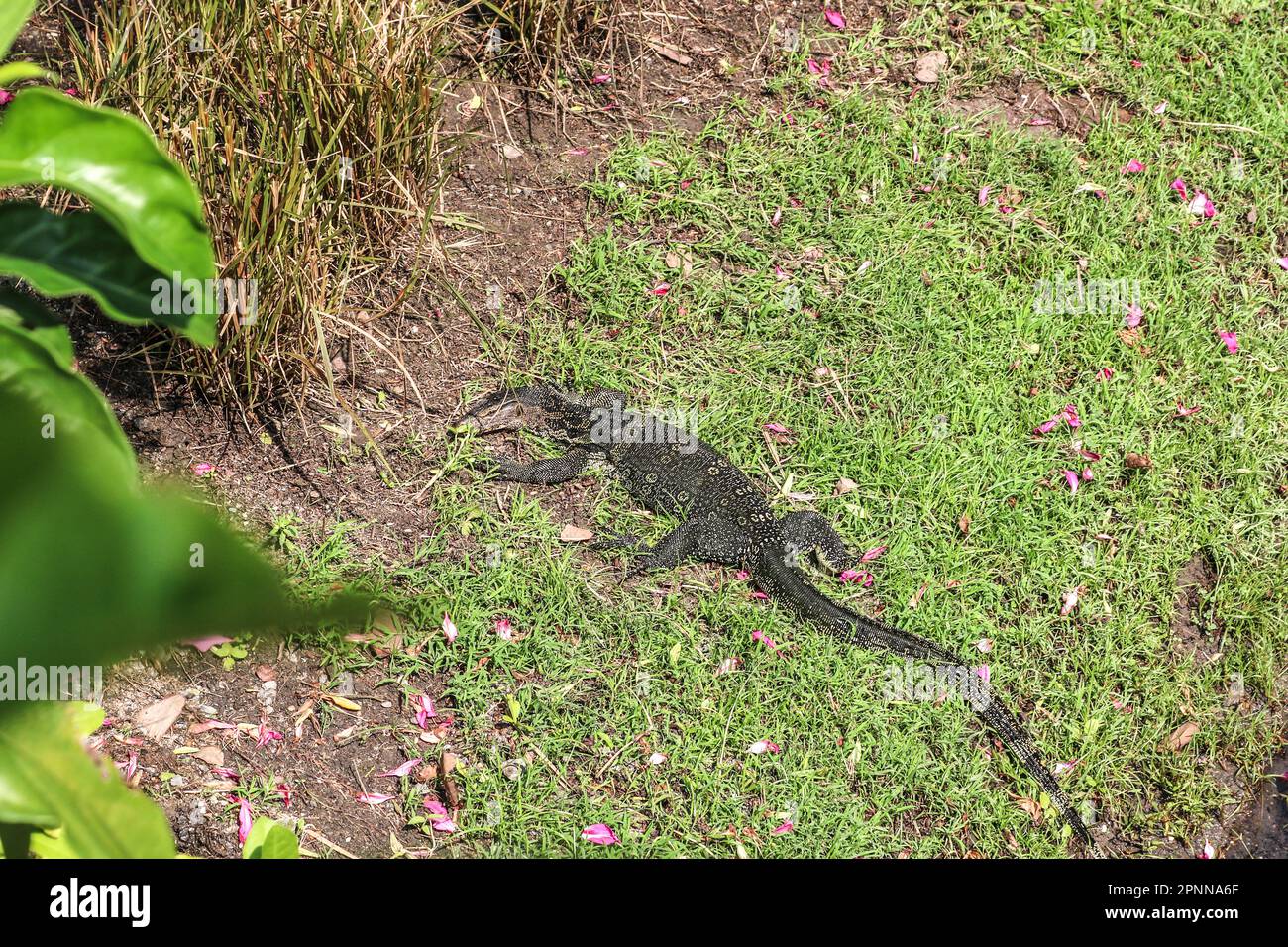 Water Monitor, Varanus Salvator, kletterte aus dem Wasser, um sich in der Sonne in einem Park in Bangkok, Thailand, zu sonnen. Stockfoto