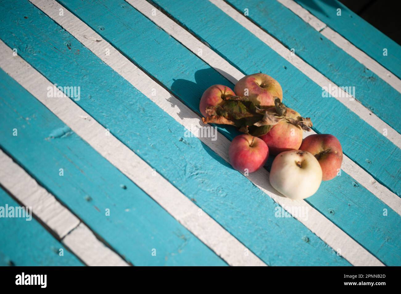 Äpfel auf blau-weiß gestreiften Tischplatten, Bamburgh, Northumberland Stockfoto