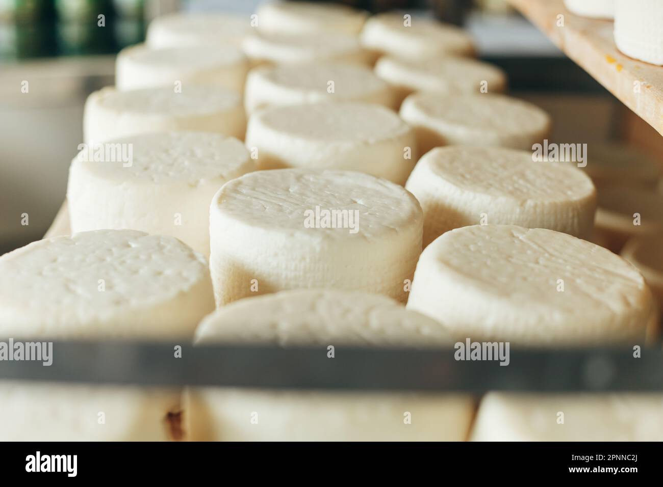 Eine Fülle von Heads of Goat Cheese auf Regalen, die auf der Cheese Farm reif werden Stockfoto