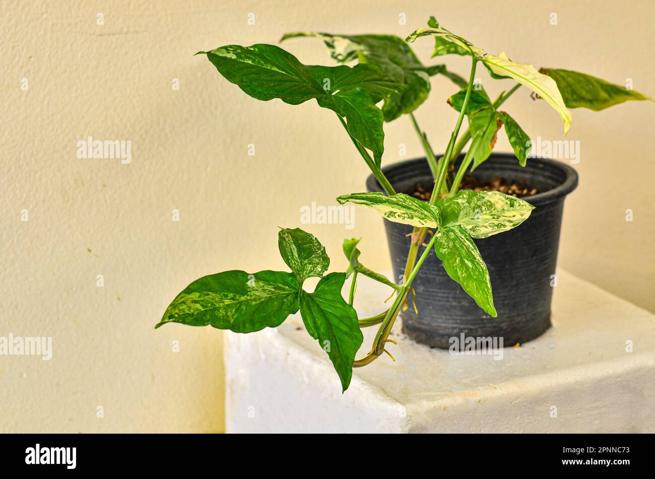 Wunderschönes Syngonium podophyllum glo go Stockfoto