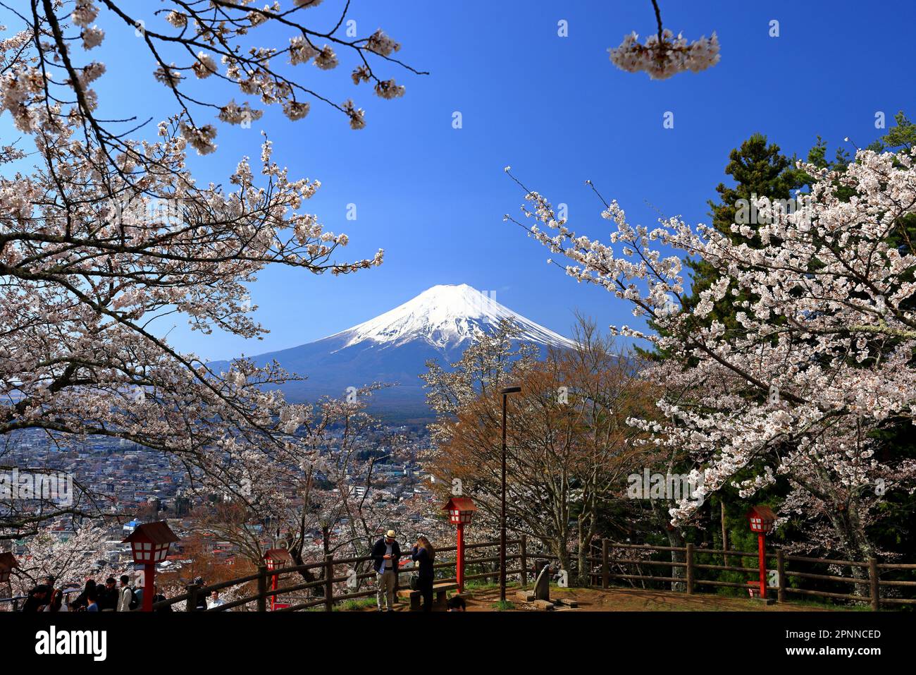 Blick auf Mt. Fuji mit Kirschblüte (Sakura ) im Frühjahr aus dem Arakurayama Sengen Park in Fujiyoshida, Japan Stockfoto