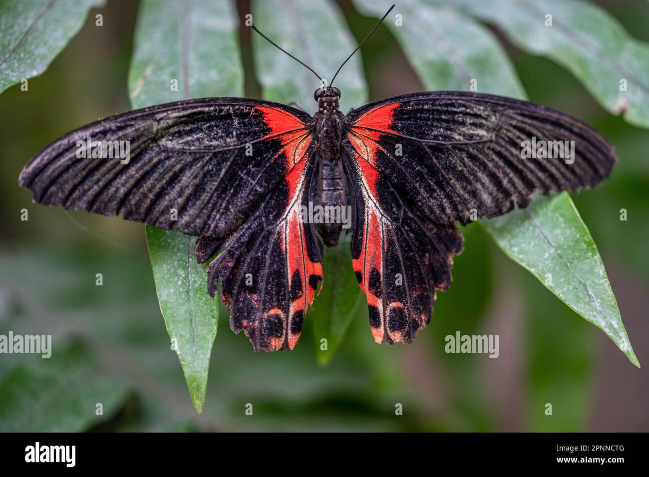 Scharlachschwalbenschwanz-Schmetterling auf Blatt Stockfoto