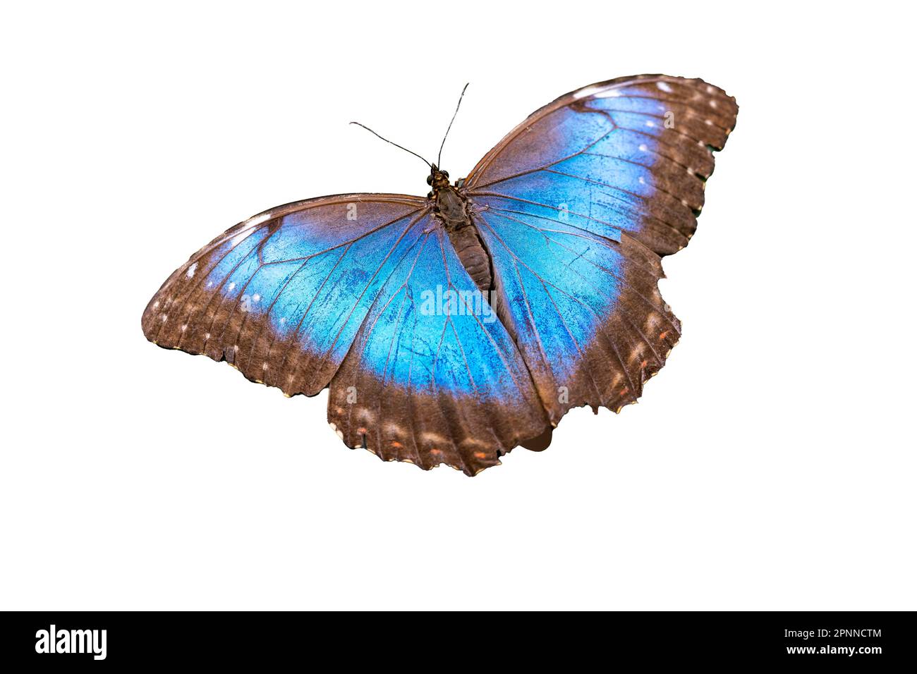 Blauer Morphium-Schmetterling auf weißem Hintergrund Stockfoto