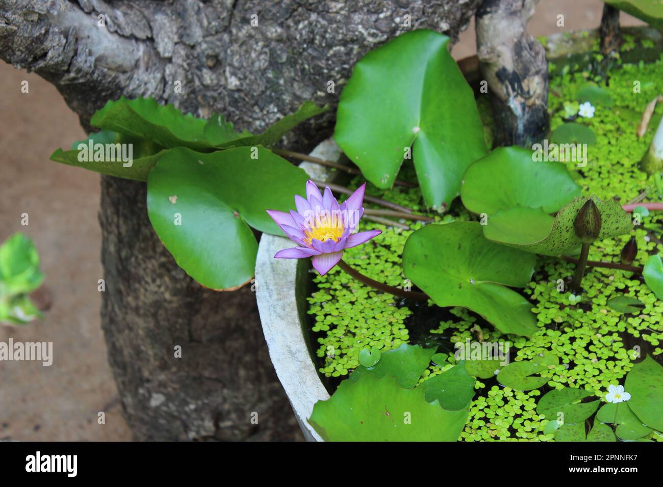 Blaue Wasserlilie Blume | Blauer Lotus Stockfoto