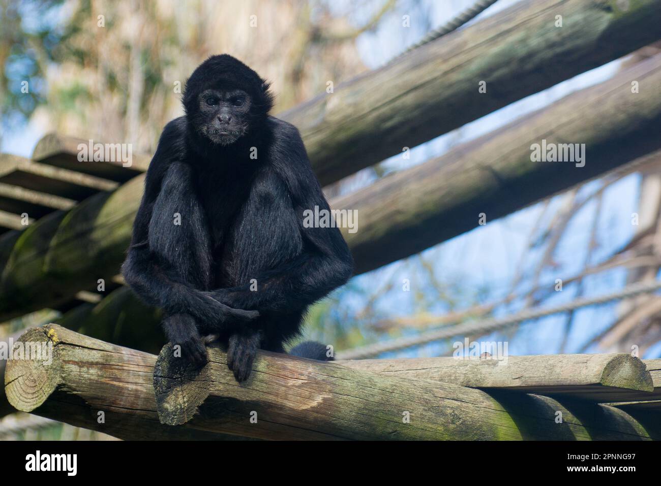 Ernster Affe im Zoo von lissabon, der den Zuschauer mit einem kalten Blick in den Augen anstarrt Stockfoto