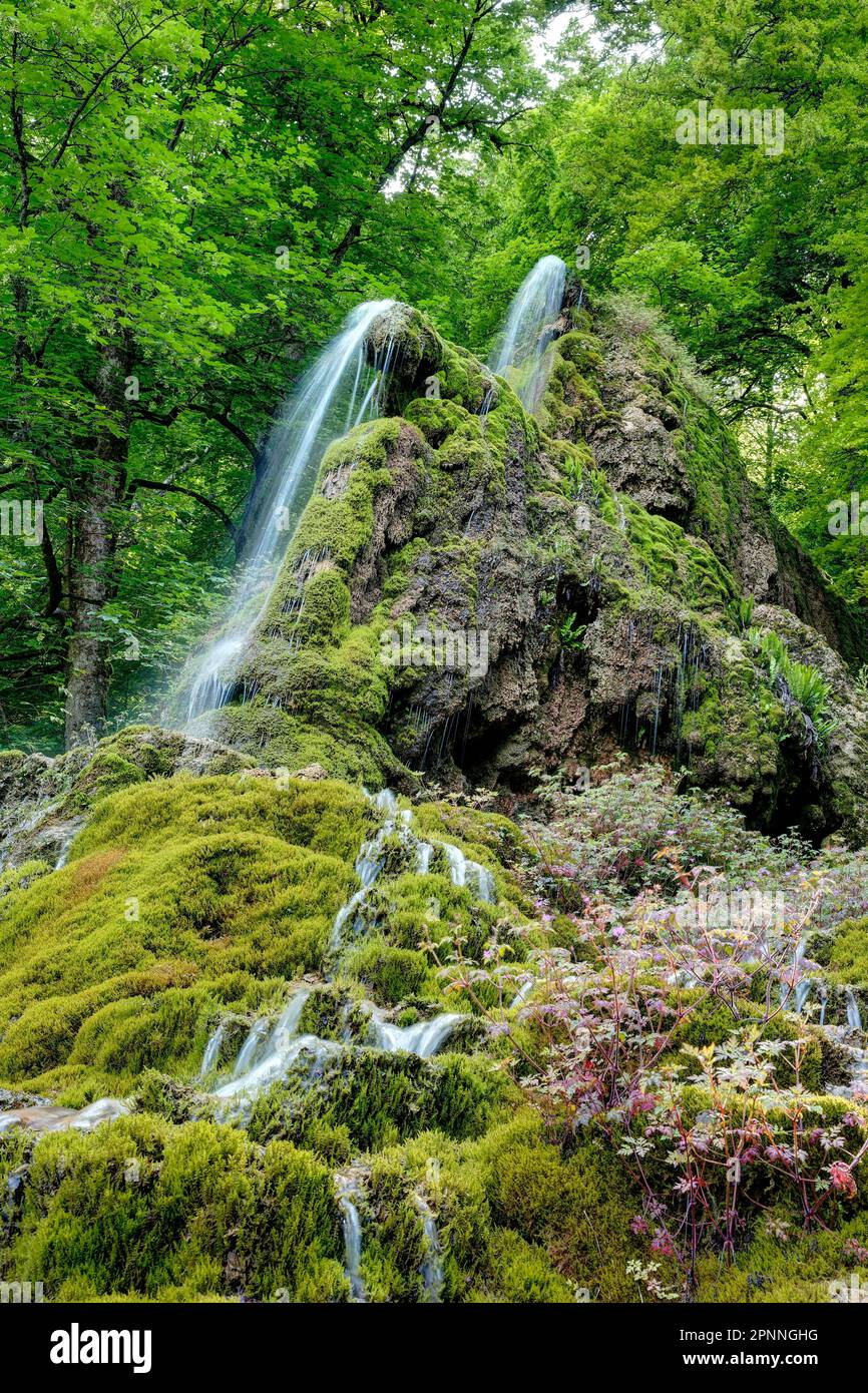 Wasserfall Guetersteiner, feuchter Lebensraum mit üppiger Vegetation, Landschaft in der Schwäbischen Alb, Bad Urach, Baden-Württemberg, Deutschland Stockfoto