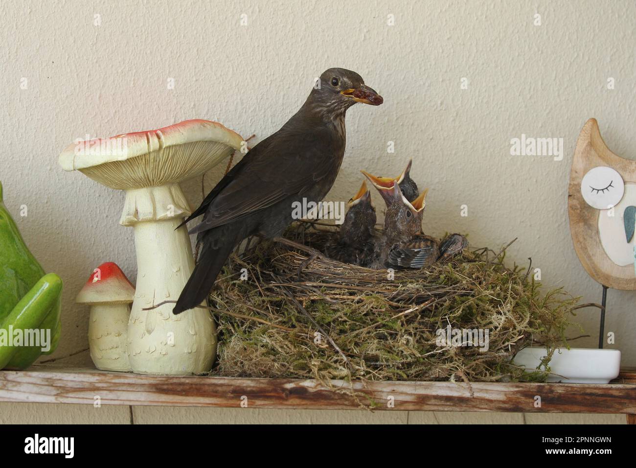 Schwarzvogel (Turdus merula) Weibchen füttert 9-Tage-Jung im Nest auf dem Balkon eines Hauses, Allgaeu, Bayern, Deutschland Stockfoto