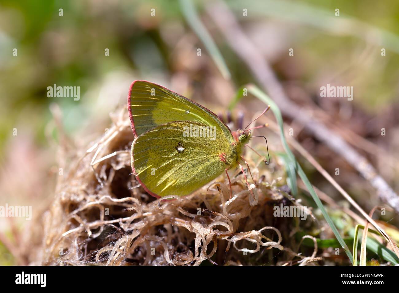 Palaeno Sulfur (Colias palaeno), auf einem Ast im Moor, Schwarzwald, Deutschland Stockfoto