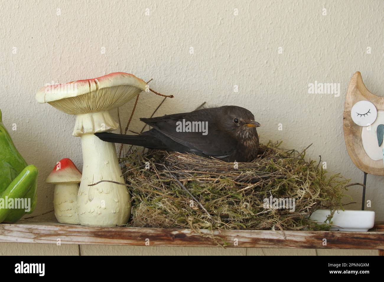 Blackbird (Turdus merula) weiblich im Nest auf dem Balkon eines Hauses, Allgaeu, Bayern, Deutschland Stockfoto