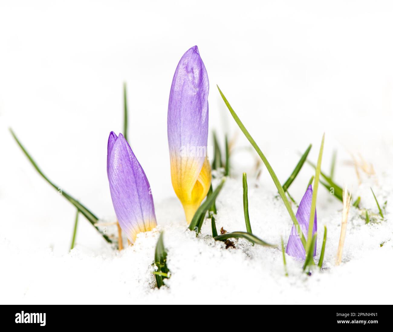 Frühling ist angekommen - erste Krokusblüten im Schnee Stockfoto
