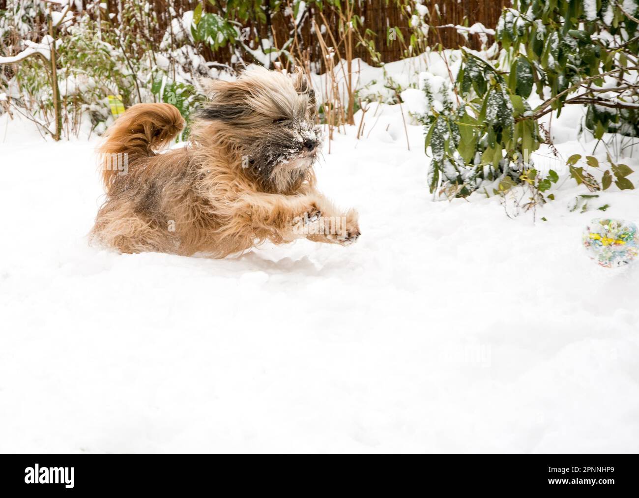 Hundebeweglichkeit – tibetanischer Terrier, der im Schnee läuft, springt und einen Ball fängt Stockfoto