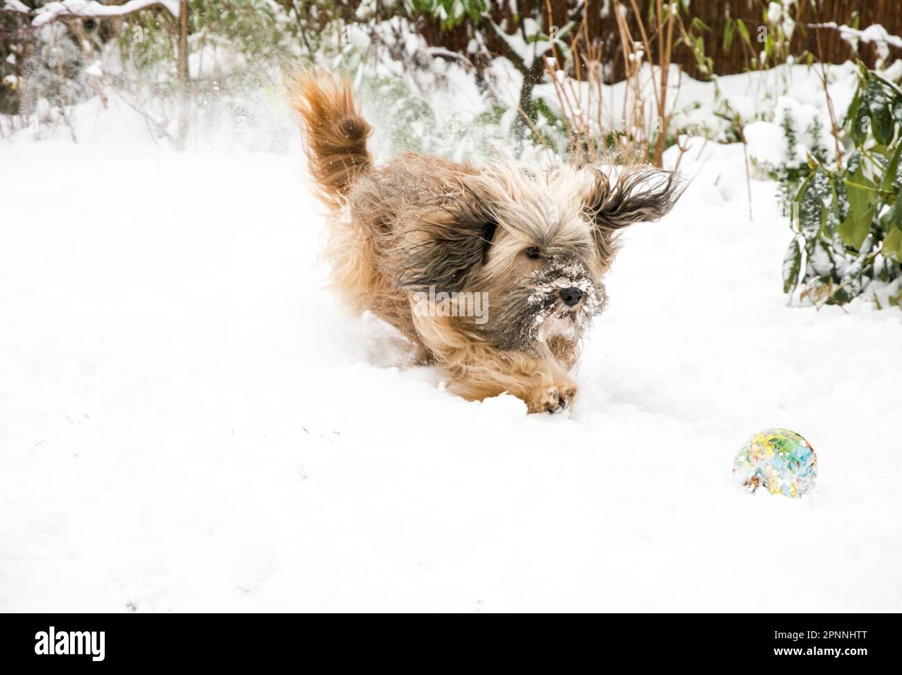 Hundebeweglichkeit – tibetanischer Terrier, der im Schnee läuft, springt und einen Ball fängt Stockfoto