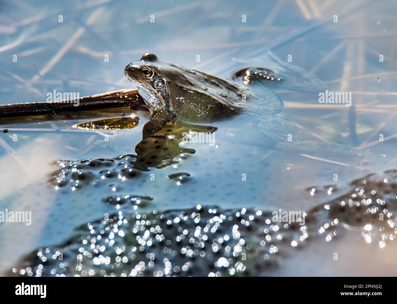 Frosch in der Mitte des Frosch-Laich Stockfotografie - Alamy