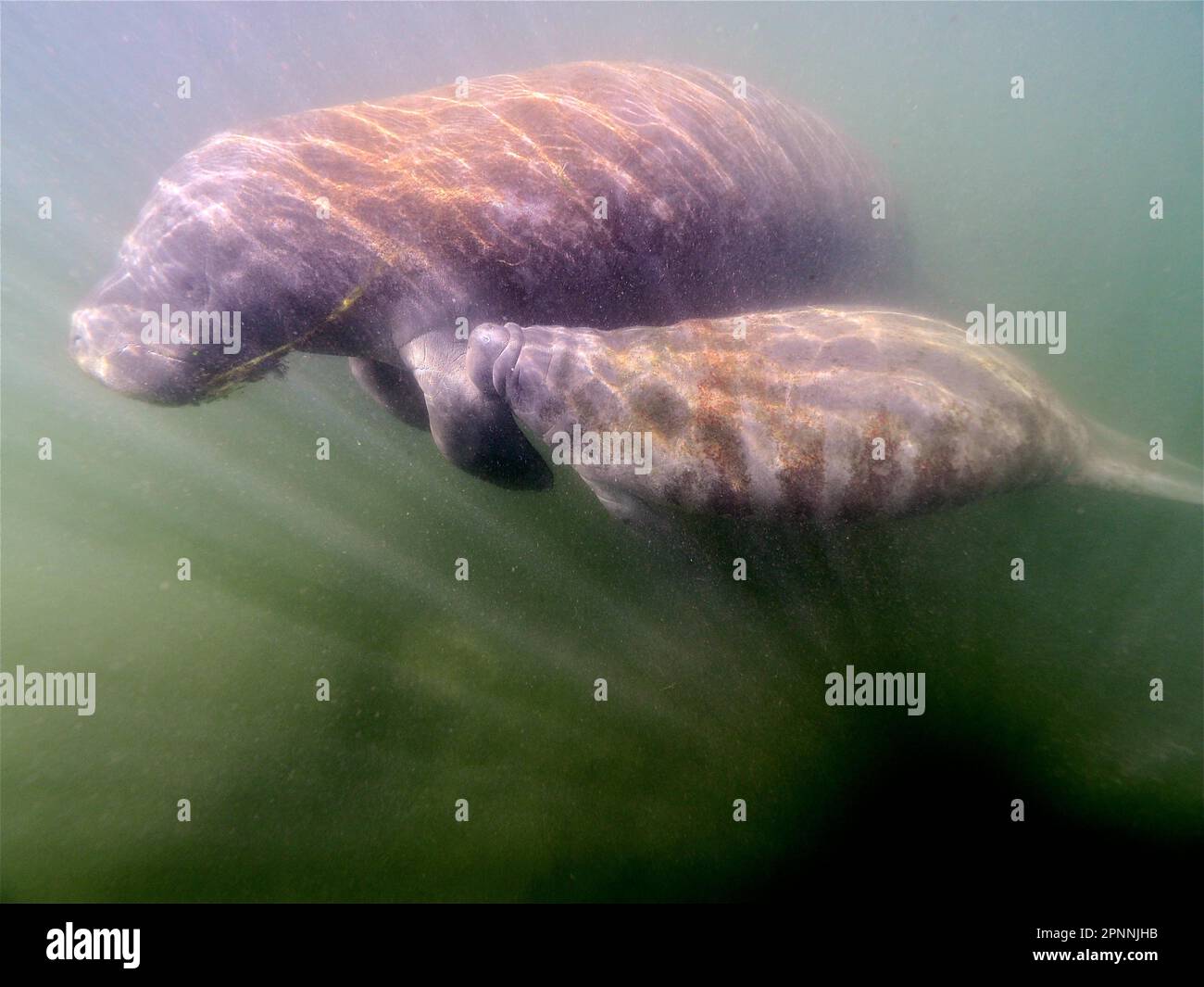 Eine Rundschwanzmanatee (Trichechus manatus) saugt ihren jungen Tauchplatz Crystal River in Florida, USA Stockfoto