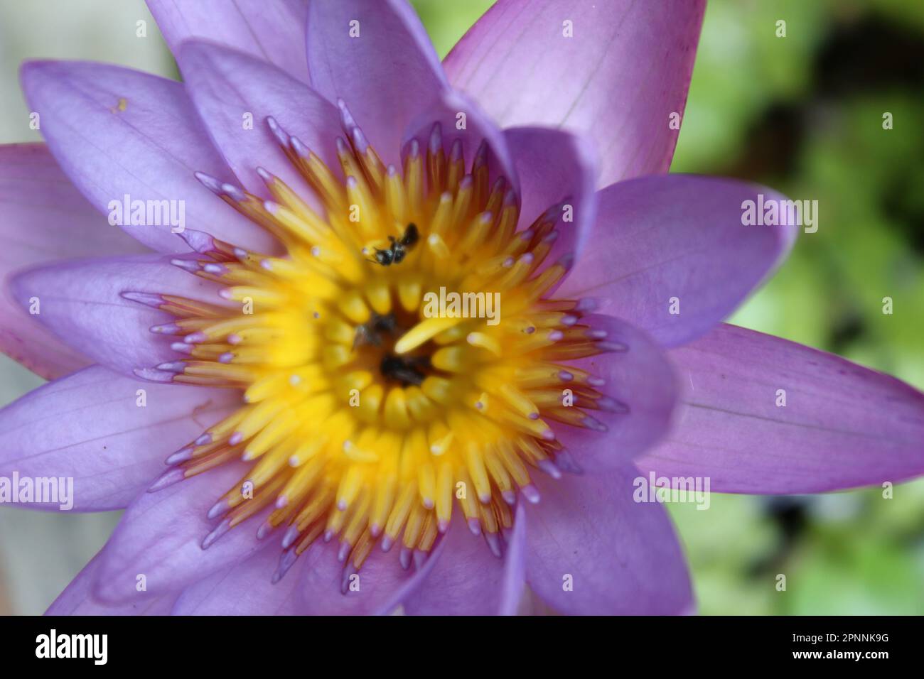 Blaue Wasserlilie Blume | Blauer Lotus (nicht bearbeitet oder Farbe geändert) Stockfoto