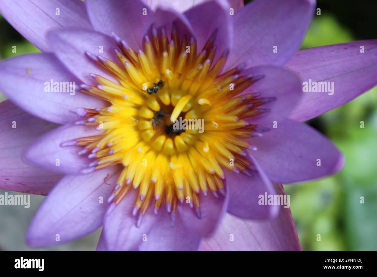 Blaue Wasserlilie Blume | Blauer Lotus (nicht bearbeitet oder Farbe geändert) Stockfoto