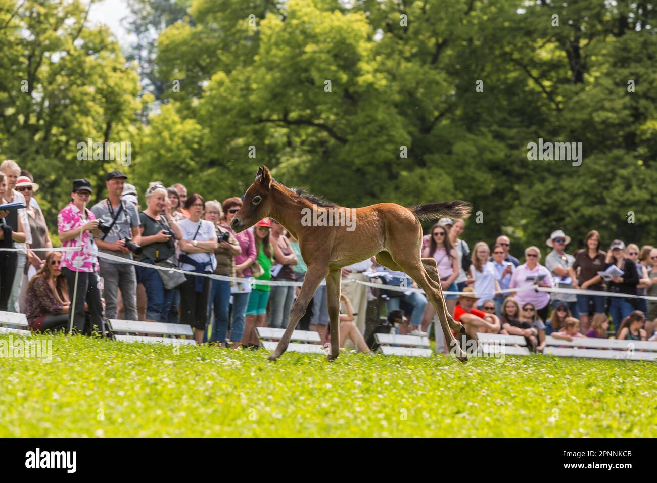 Main und County Stud Marbach in Swabian Alb, weil-Marbacher Thoroughbred Arabian, Foal Show, Marbach, Gomadingen, Baden-Württemberg, Deutschland Stockfoto