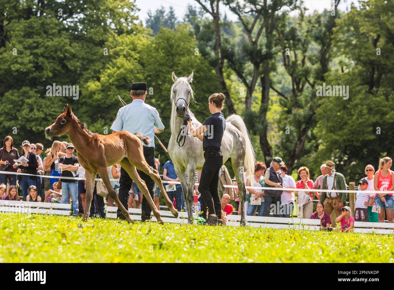 Main und County Stud Marbach in Swabian Alb, weil-Marbacher Thoroughbred Arabian, Foal Show, Marbach, Gomadingen, Baden-Württemberg, Deutschland Stockfoto