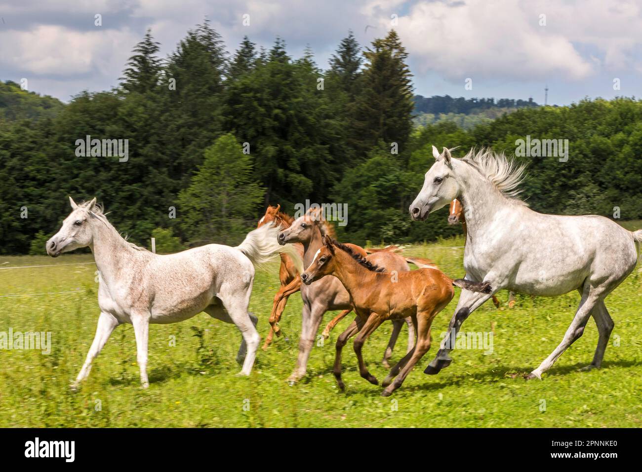 Main und County Stud Marbach in Swabian Alb, Fohlen, weil-Marbacher Thoroughbred Arabian, Marbach, Gomadingen, Baden-Württemberg, Deutschland Stockfoto