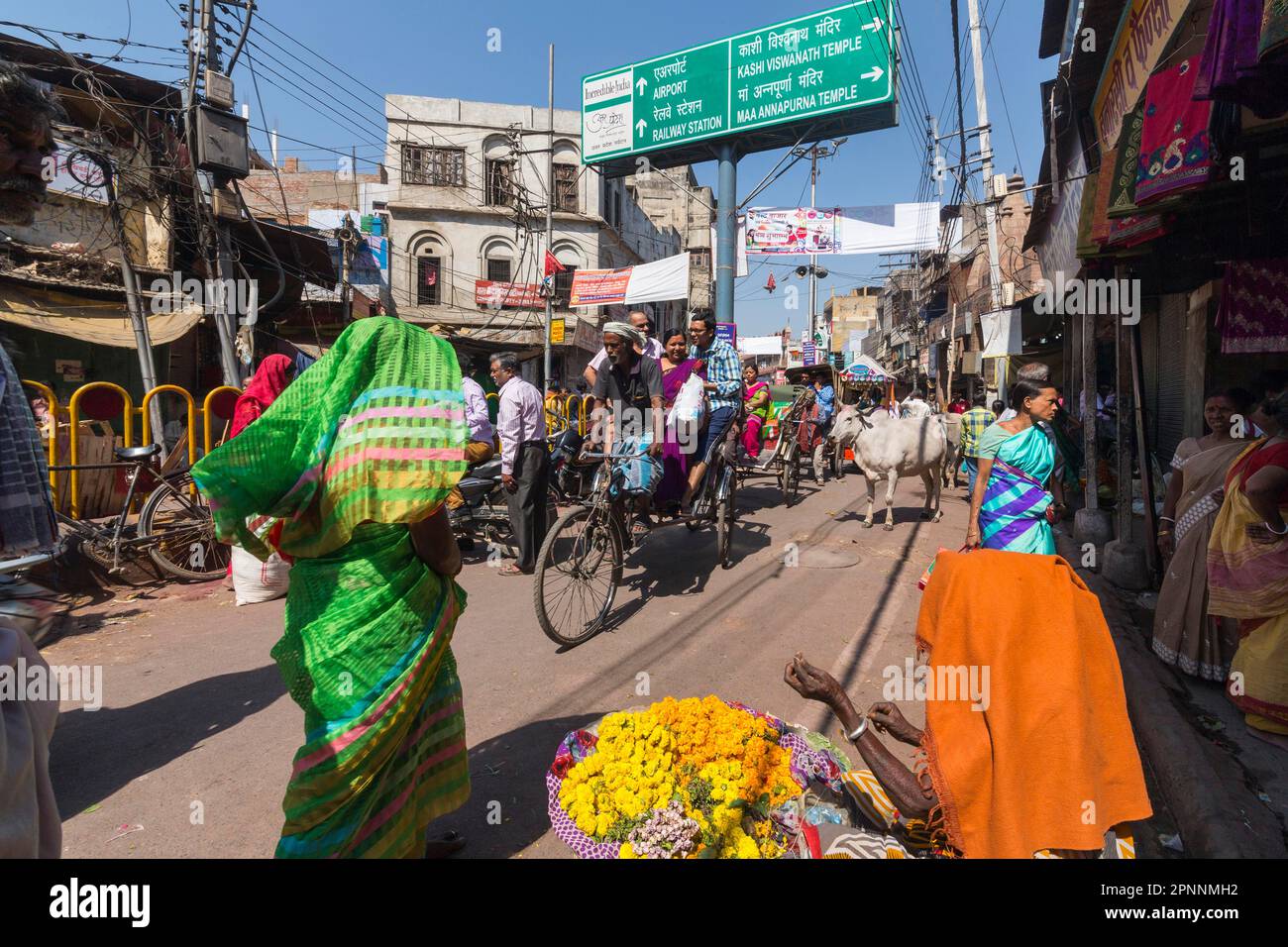 Heilige Kühe auf der Straße, Verkehr in Varanasi, sie gilt als heilige Stadt im Hinduismus, Varanasi, Uttar Pradesh, Indien Stockfoto