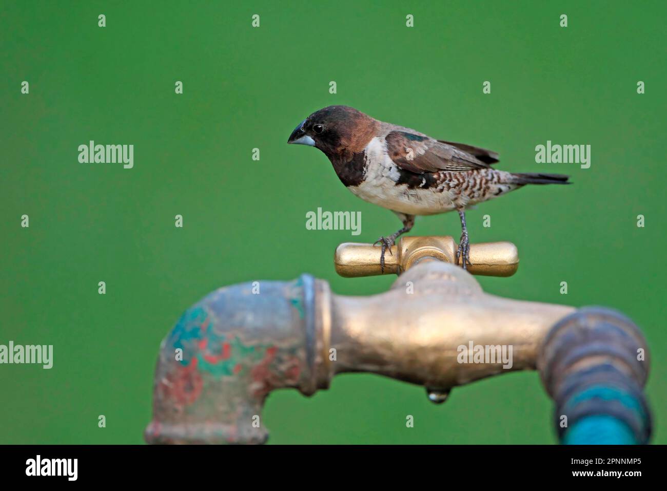 Bronze Munia (Lonchura cucullata), Erwachsener, vom Fass gehoben, westliche Division, Gambia Stockfoto