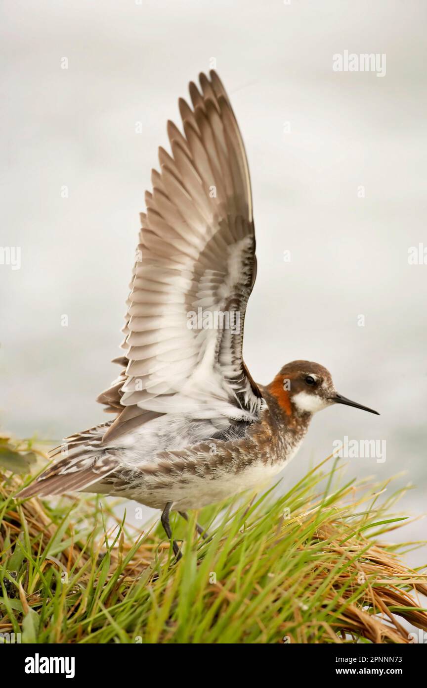 Rothalsphalarope (Phalaropus lobatus), weiblich, Sommergefieder, Flügel angehoben, Laxa River, Island Stockfoto