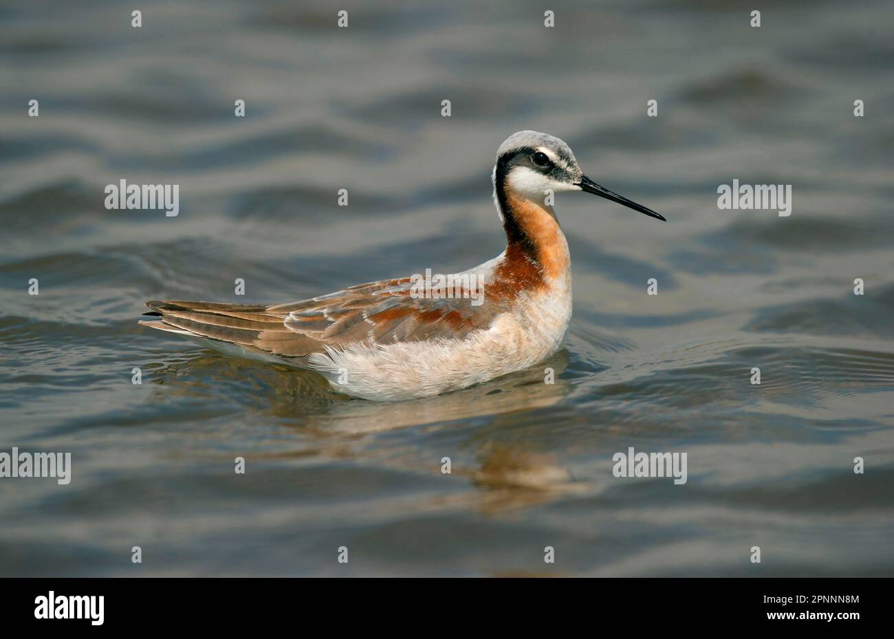 Wilsons Phalarope (Phalaropus tricolor), weiblich, Zucht Gefieder, Schwimmen, Merseyside, England, Vereinigtes Königreich Stockfoto