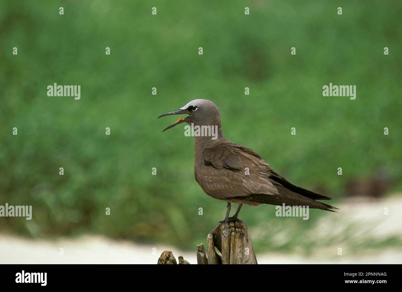 Seezunge (Anous stolidus), Seezunge, Seezunge, Seezunge, Seezunge, Vögel, Common Noddy Australien Stockfoto