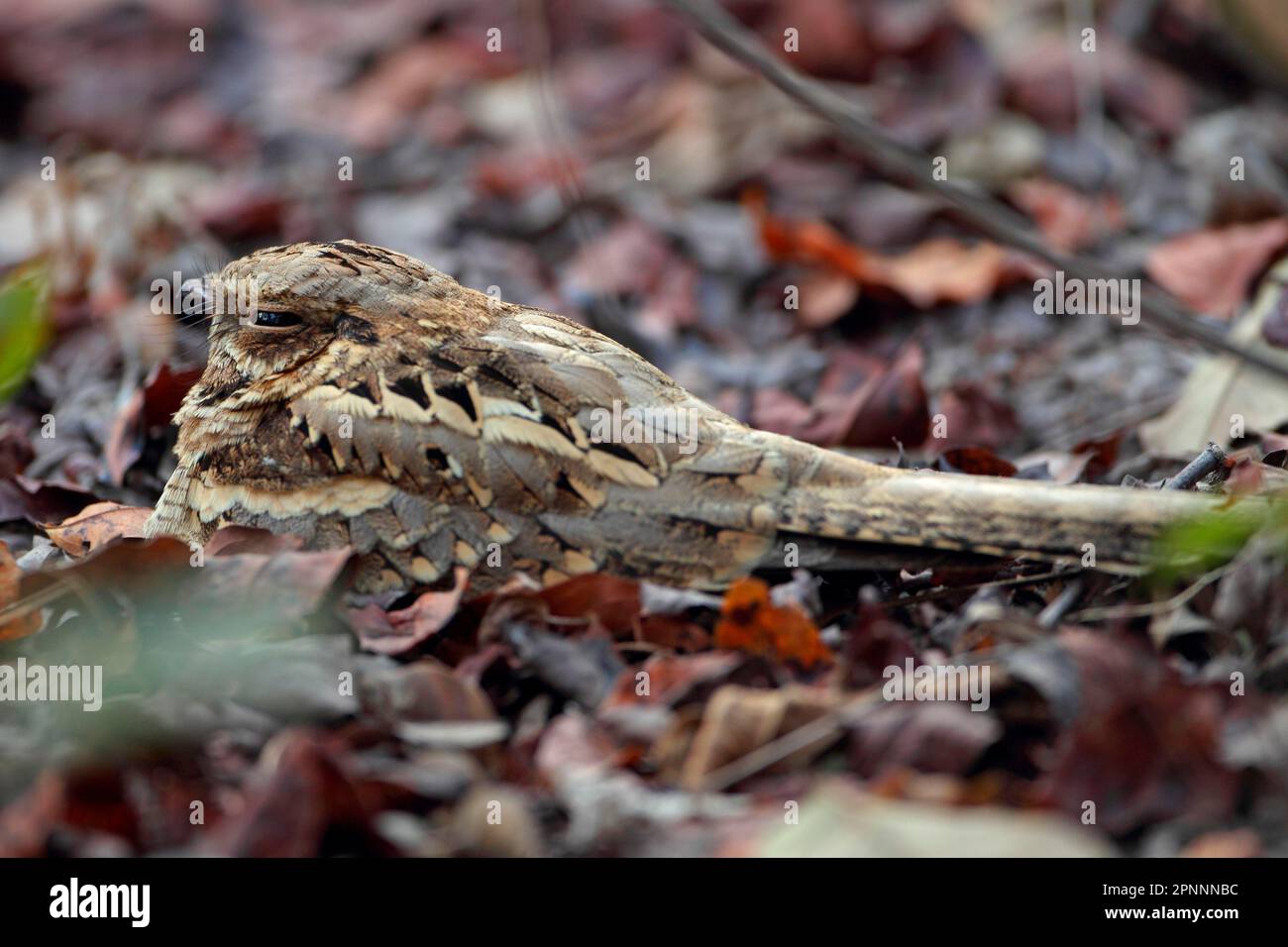 Langschwanznightjar (Caprimulgus climacurus), ausgewachsen, ruht inmitten von Laubstreu, Gambia Stockfoto