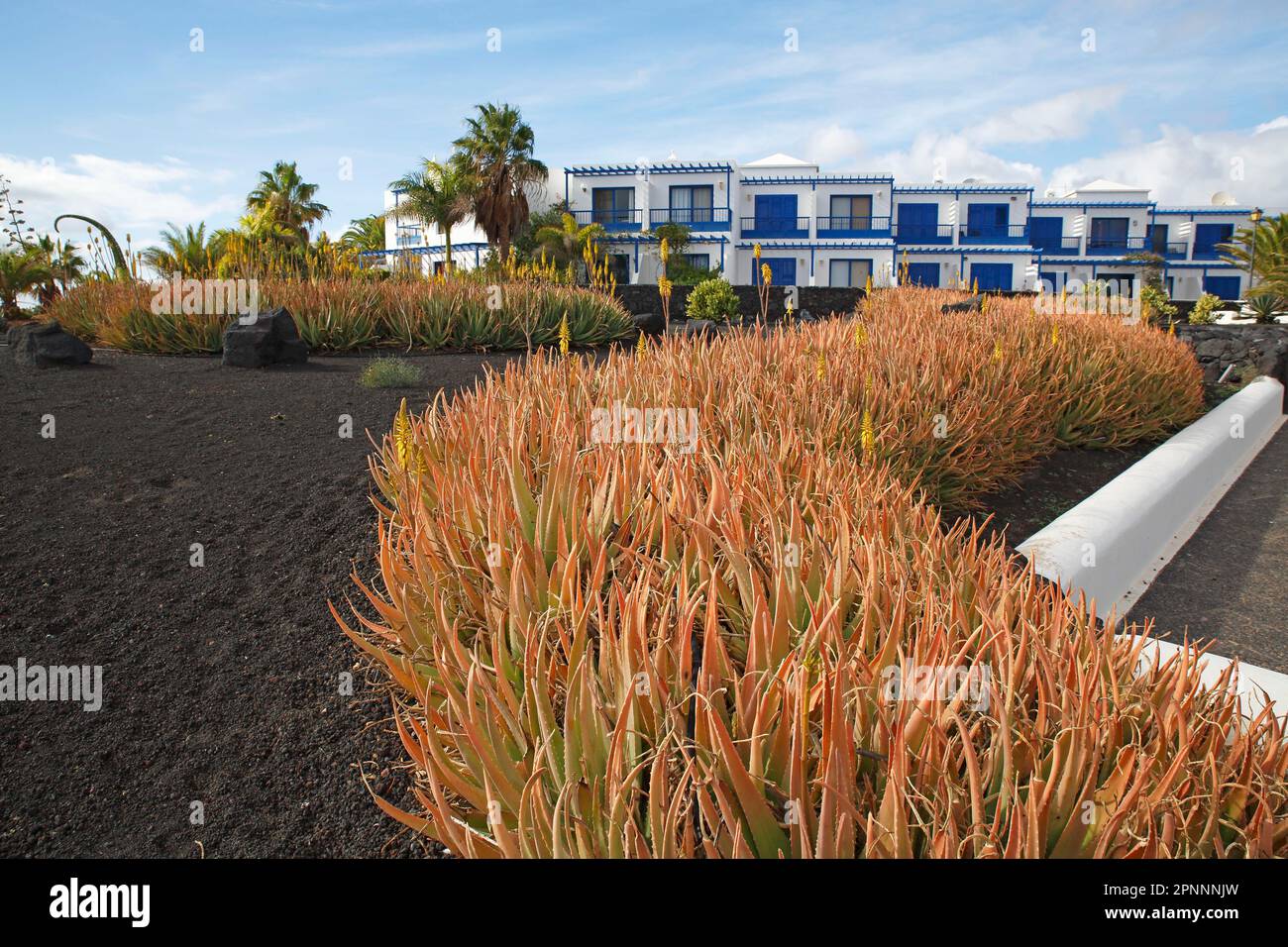 Garten mit echten Aloe Veras (Aloe Vera), vor dem Apartmentkomplex, Paseo Maritimo Strandpromenade, Las Colaradas, Playa Blanca, Lanzarote Stockfoto