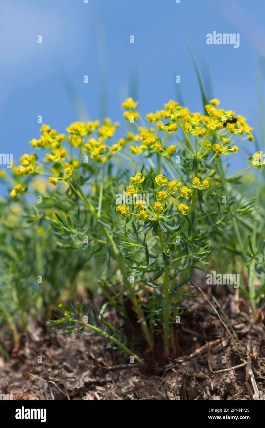 (Euphorbia cyparissias) Stockfoto