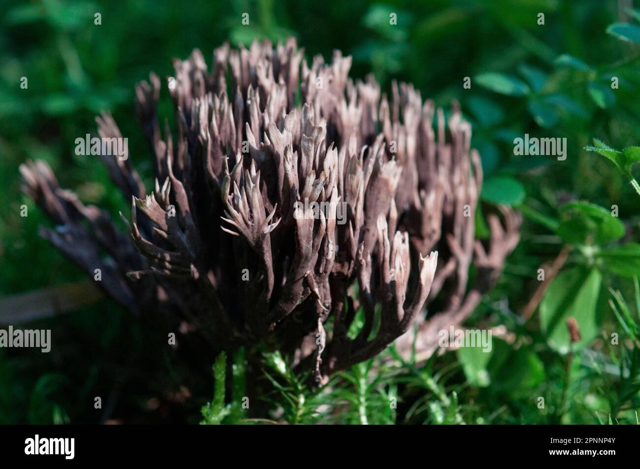 Stinkender Warzenpilz Stockfoto