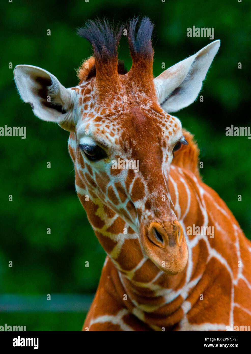 Netzartige giraffe Stockfoto