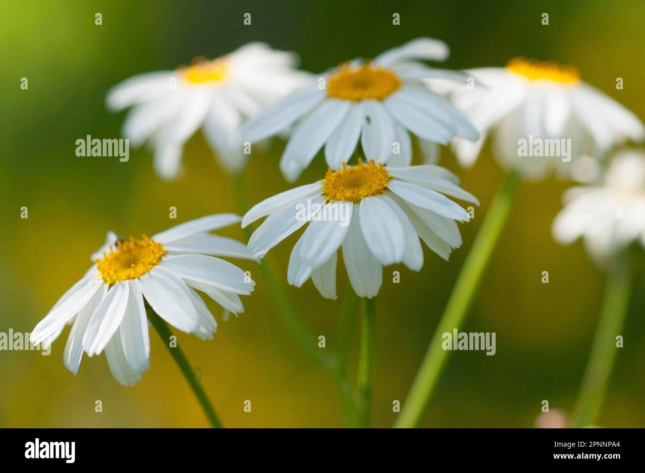 (Tanacetum corymbosum) Stockfoto