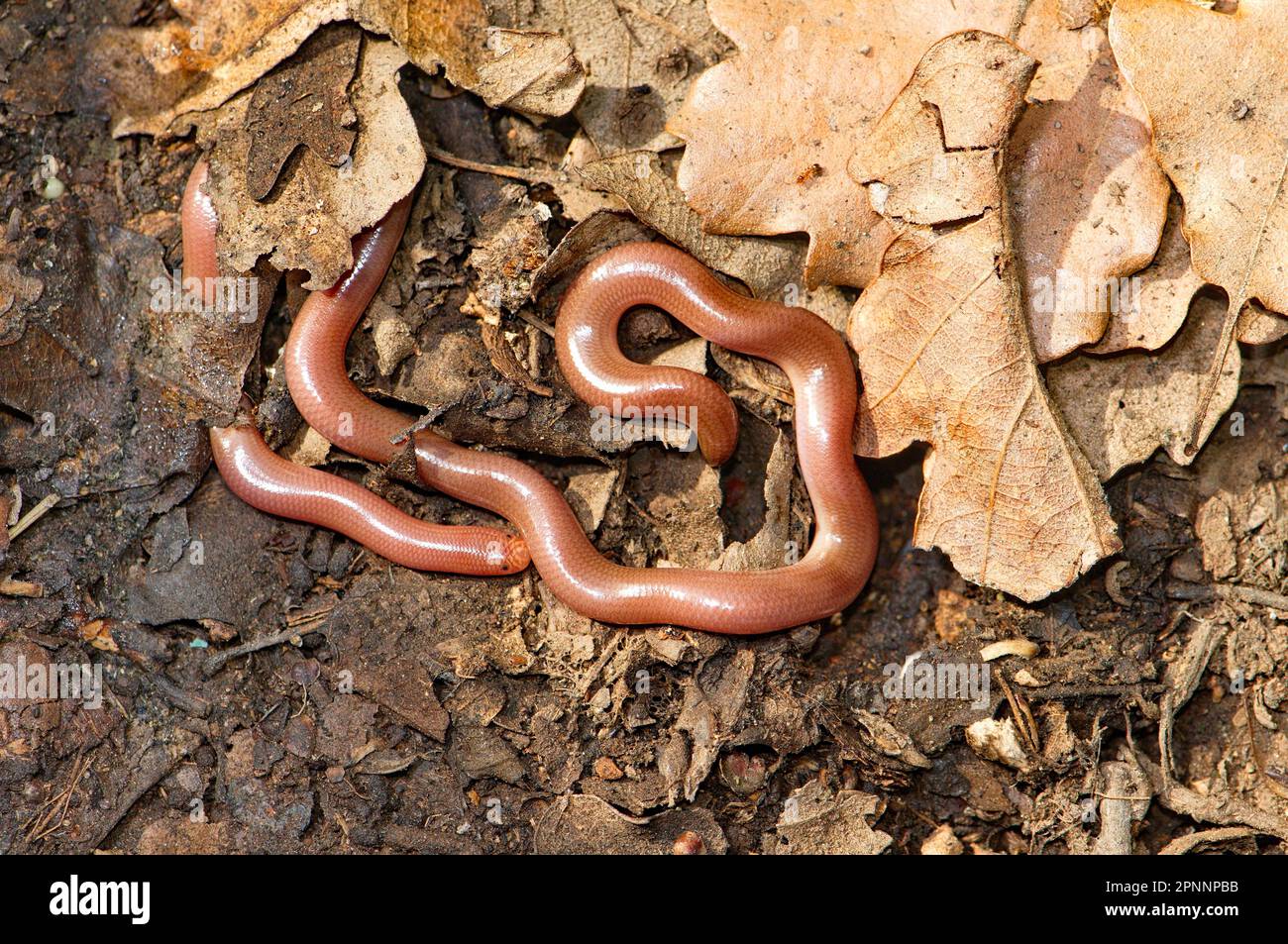 Wurmschlange Stockfoto